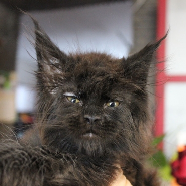 Catsvill County Gendalf
