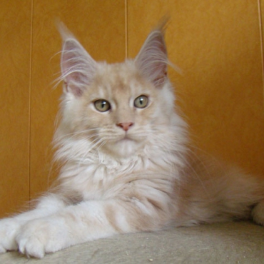 Catsvill County Vertu