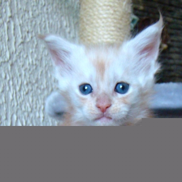 Catsvill County Xenona