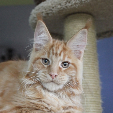Leopold